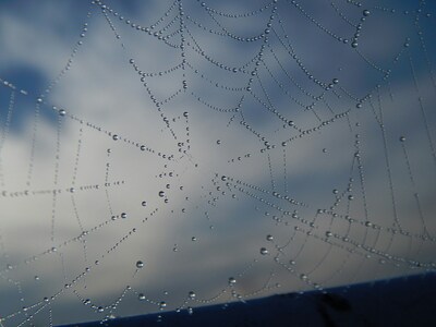 spinnennetz mit wassertropfen drauf vor einem blauen himmel mit schleierwolken