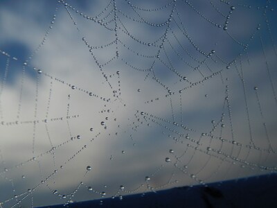spinnennetz mit wassertropfen drauf vor einem blauen himmel mit schleierwolken